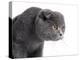 Scottish Fold Cat-Fabio Petroni-Premier Image Canvas