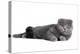 Scottish Fold Cat-Fabio Petroni-Premier Image Canvas