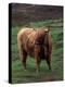 Scottish Highland Cattle, Isle of Skye, Scotland-Gavriel Jecan-Premier Image Canvas