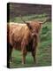 Scottish Highland Cattle, Isle of Skye, Scotland-Gavriel Jecan-Premier Image Canvas