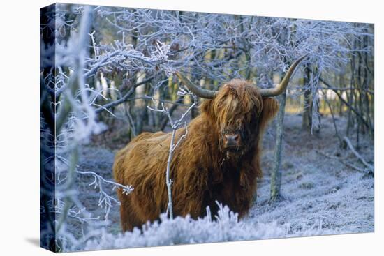 Scottish Highland Cow in Frost-null-Premier Image Canvas