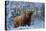 Scottish Highland Cow in Frost-null-Premier Image Canvas