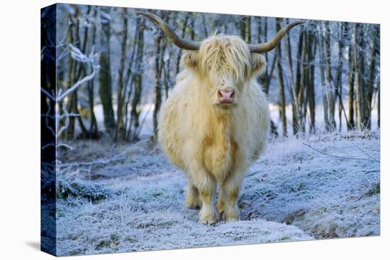 Scottish Highland Cow in Frost-null-Premier Image Canvas