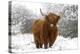 Scottish Highland Cow in the Snowy Foreland of River Ijssel-null-Premier Image Canvas