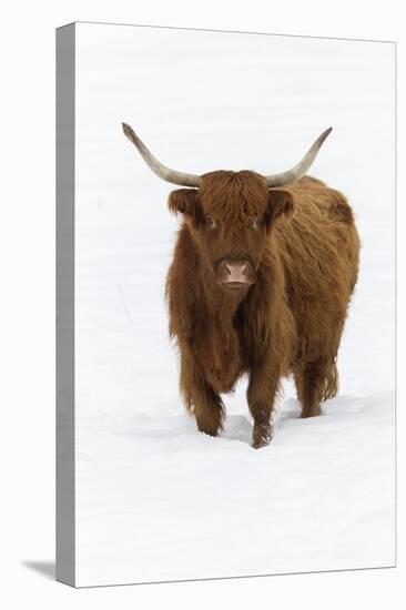 Scottish Highland Cow Standing on Snow Covered Field-null-Premier Image Canvas