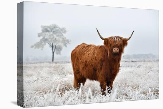 Scottish Highlander in a Natural Winter Landscape.-Defotoberg-Premier Image Canvas