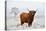 Scottish Highlander in a Natural Winter Landscape.-Defotoberg-Premier Image Canvas