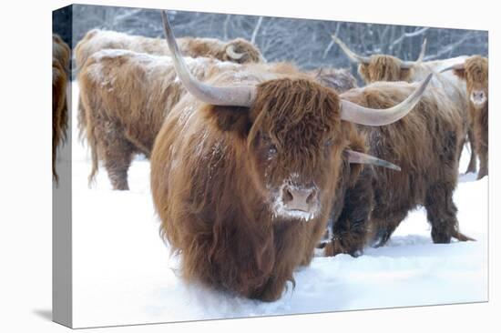 Scottish Highlanders-Orah Moore-Stretched Canvas