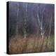 Scottish Impressions-Doug Chinnery-Premier Image Canvas