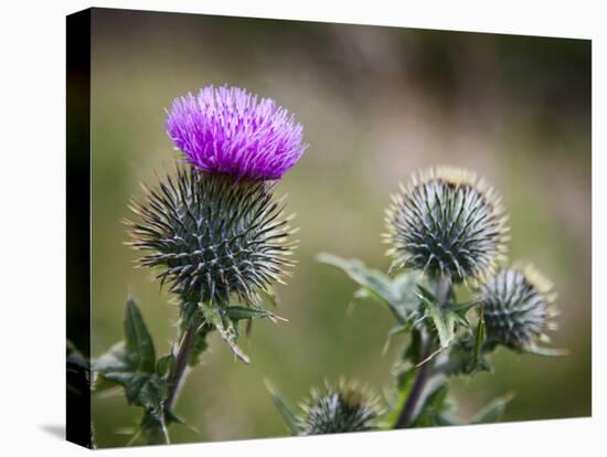 Scottish Thistle Near Dunnottar Castle, Stonehaven, Aberdeenshire, Scotland, United Kingdom, Europe-Mark Sunderland-Premier Image Canvas