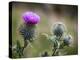 Scottish Thistle Near Dunnottar Castle, Stonehaven, Aberdeenshire, Scotland, United Kingdom, Europe-Mark Sunderland-Premier Image Canvas