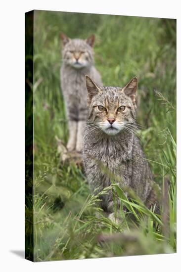 Scottish Wildcats (Felis Sylvestris), Captive, UK, June-Ann & Steve Toon-Premier Image Canvas