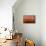 Scottsdale, Arizona - Cactus and Rainbow-Lantern Press-Stretched Canvas displayed on a wall