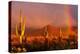 Scottsdale, Arizona - Cactus and Rainbow-Lantern Press-Stretched Canvas