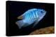 scrapemouth mbuna cichlid swimming, malawi-franco banfi-Premier Image Canvas