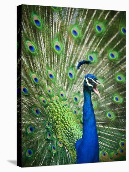 Screaming peacock-Grafton Smith-Premier Image Canvas