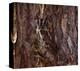 Screech Owl-Steve Hunziker-Stretched Canvas