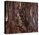 Screech Owl-Steve Hunziker-Stretched Canvas