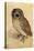 Screech Owl-null-Stretched Canvas