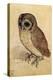 Screech Owl-null-Stretched Canvas