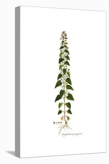 Scrophularia Peregrina, Flora Graeca-Ferdinand Bauer-Premier Image Canvas