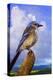 Scrub Jay-Chris Vest-Stretched Canvas