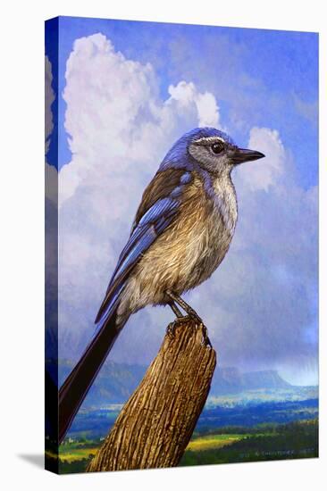 Scrub Jay-Chris Vest-Stretched Canvas