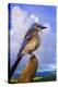 Scrub Jay-Chris Vest-Stretched Canvas