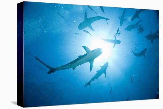 Scuba Diver and Caribbean Reef Sharks at Stuart Cove's Dive Site-Paul Souders-Premier Image Canvas