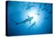 Scuba Diver and Caribbean Reef Sharks at Stuart Cove's Dive Site-Paul Souders-Premier Image Canvas