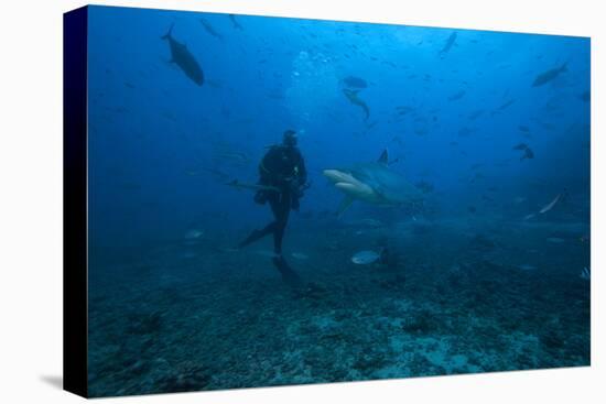 Scuba Diver and Silvertip Shark at the Bistro Dive Site in Fiji-Stocktrek Images-Premier Image Canvas