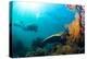 Scuba Diver Swimming with Gopro in Coral Landscape Scenic at Thetford Reef-Louise Murray-Premier Image Canvas