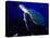 Scuba Diving in Soufriere Bay with Loggerhead Turtle, Dominica, Caribbean-Greg Johnston-Premier Image Canvas