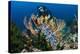 SCUBA Diving, Indonesia-Georgette Douwma-Premier Image Canvas