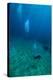 Scuba Diving-Matthew Oldfield-Premier Image Canvas