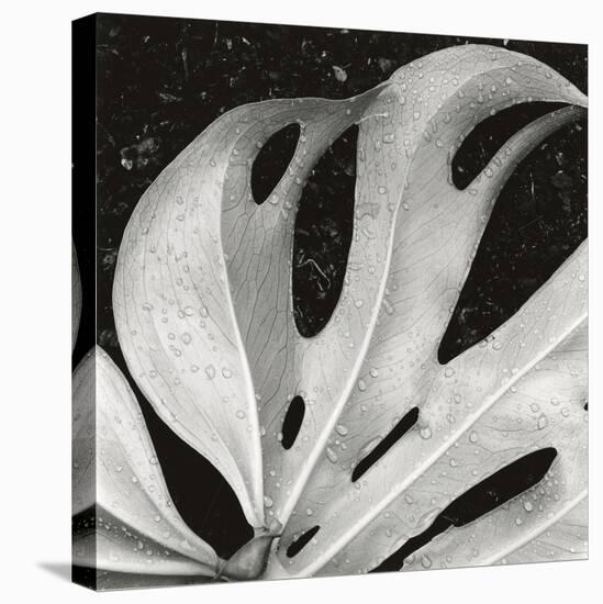 Sculpted Leaf, Hawaii, 1979 (silver gelatin print)-Brett Weston-Premier Image Canvas