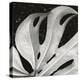 Sculpted Leaf, Hawaii, 1979 (silver gelatin print)-Brett Weston-Premier Image Canvas