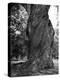 Sculptural Trunk of a Very Large Oak Tree-Alfred Eisenstaedt-Premier Image Canvas