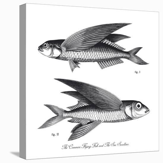 Sea and River Fish II-The Chelsea Collection-Stretched Canvas