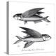 Sea and River Fish II-The Chelsea Collection-Stretched Canvas