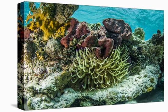 Sea Anemone Surrounded by Soft and Hard Corals, Bahamas-James White-Premier Image Canvas