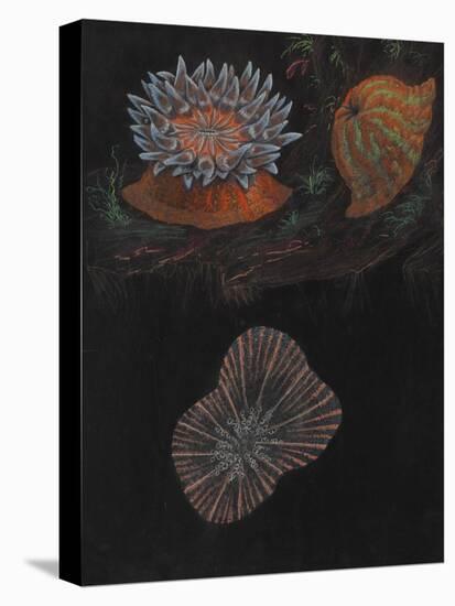 Sea Anemone-Philip Henry Gosse-Premier Image Canvas