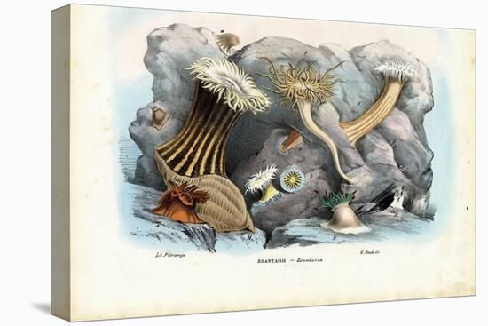 Sea Anemones, 1863-79-Raimundo Petraroja-Premier Image Canvas