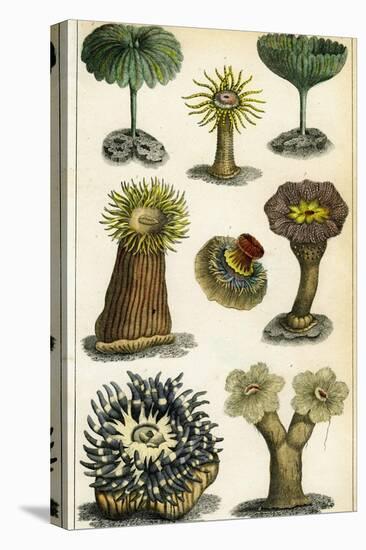 Sea Anemones, C19th Century-A & Co Fullarton-Premier Image Canvas