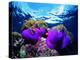 Sea Anemones (Heteractis Magnifica) and Clown Fish (Amphiprion Nigripes)-Andrea Ferrari-Premier Image Canvas