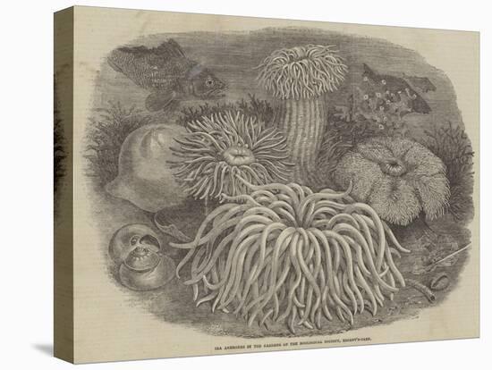 Sea Anemones in the Gardens of the Zoological Society, Regent's Park-null-Premier Image Canvas