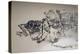 Sea Bass, 2020, Ink on Tracing Paper-jocasta shakespeare-Premier Image Canvas