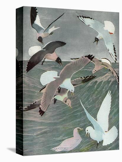 Sea Birds, 1913-Louis Agassiz Fuertes-Premier Image Canvas