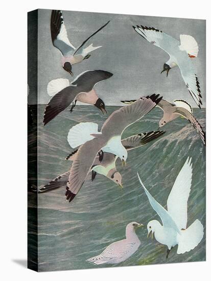 Sea Birds, 1913-Louis Agassiz Fuertes-Premier Image Canvas