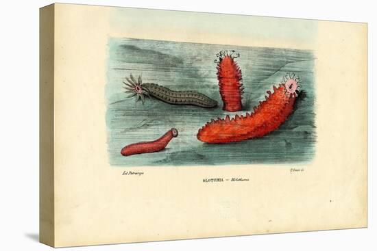 Sea Cucumber, 1863-79-Raimundo Petraroja-Premier Image Canvas